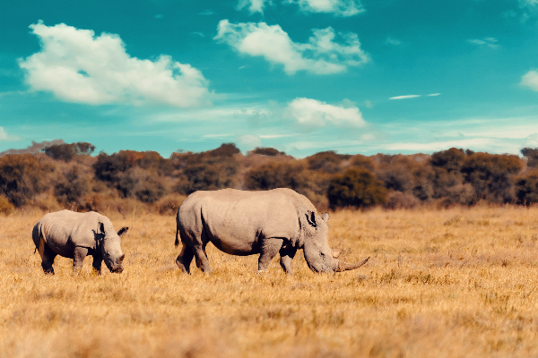 baby of white rhinoceros Uganda, Africa