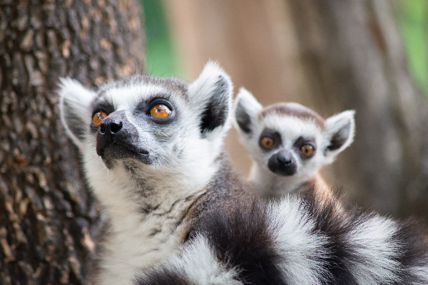Lemur and their baby in Madagaskar